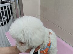 -北京观赏动物医院·24小时大型综合·猫专科·异宠专科
