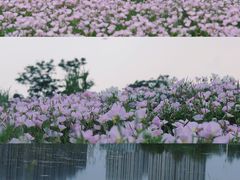 -洋湖国家湿地公园