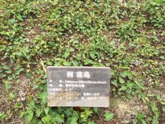 -合肥滨湖国家森林公园