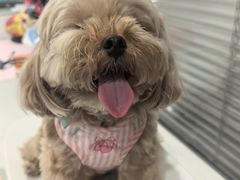 -伟伟宠物医院·CT影像中心·瑞派犬猫综合性门诊(汉口总院)