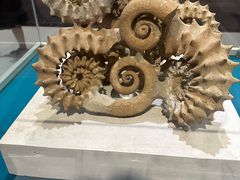 -青岛贝壳博物馆