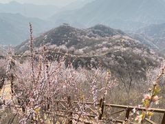-大岭沟猕猴桃谷风景区