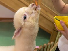 -藦茜花园宠物主题亲子互动体验馆(国顺东路店)