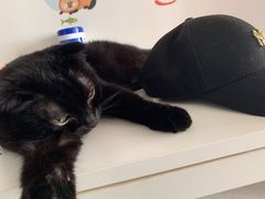 黑咪-我爱猫咪·猫咖·狗咖·安哥拉兔·羊驼咖(小寨华旗店)