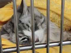 -瑞派·关忠动物医院·猫专科·犬专科(三环新城店)