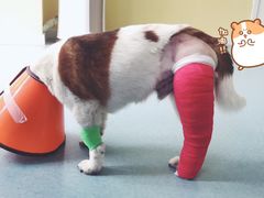 -瑞鹏宠物医院·爱宠堂·骨外专科(西荷分院)