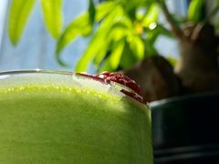 巴巴洛茶-22cafe