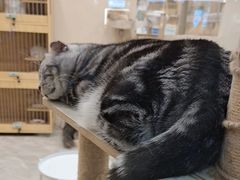 -猫力发电所·宠物专门店