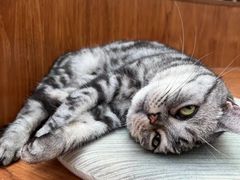 -有猫主题·治愈系猫咖(曾厝垵店)