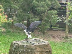 -新加坡飞禽公园