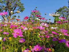 -香蜜公园