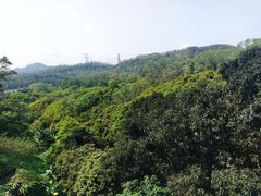 -深圳仙湖植物园