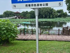 -荷塘月色湿地公园·向阳花洲