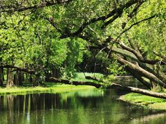 -上海共青森林公园