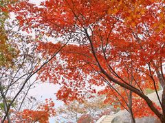 -崂山巨峰游览区