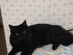 -博特宠物医院24h犬猫全科.骨科·异宠