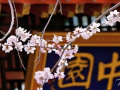 -桃花堤公园