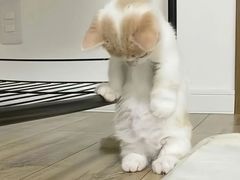 -永和大王(春日上新·军博店)