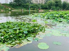 -前关湿地公园
