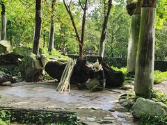 -都江堰中华大熊猫苑