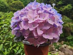-青城山