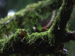 -武隆天坑寨子景区