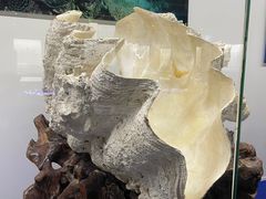 -贝壳王国博物馆