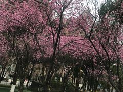 -重庆市江北嘴中央商务区中央公园