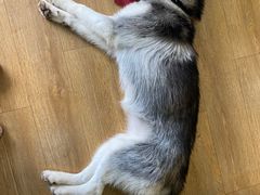 -Husky Go! 哈士奇体验馆·宠物咖啡厅狗咖