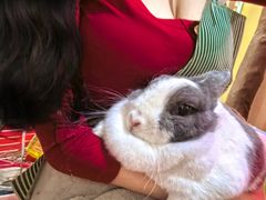 -宠物兔专门店(天丰利市场店)