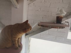 -喵屿·大理花园猫咖