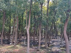 -广富林郊野公园