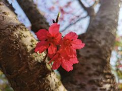 -天适樱花悠乐园