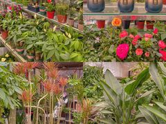 -金陵花卉交易市场