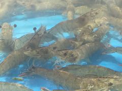 -本地渔村海鲜大咖(商业街店)