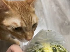 -卡玛王子·面包·蛋糕(南山宝能环球汇店)