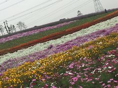-紫颐香薰山谷景区