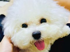 -帕帕拉兹宠物(亚洲旗舰店)