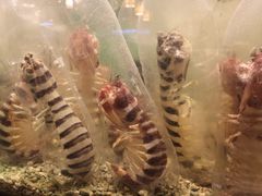 -Isla Sugbu Seafood City