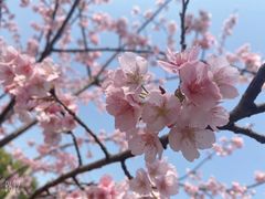 -顾村公园