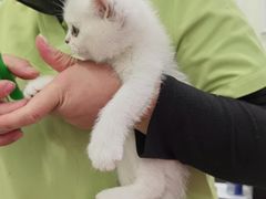 -艾吉宠物医院·疑难杂症转诊中心·猫友好(碧江路院)