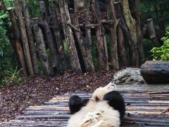 -成都大熊猫繁育研究基地