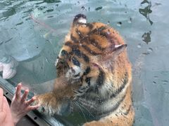 -野生动物园-停车场