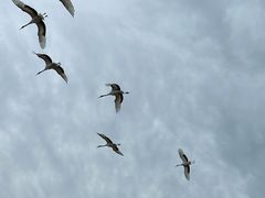 -盐城丹顶鹤湿地生态旅游区