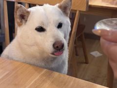 -柴の食堂·日式家庭料理·熊之肆(大学路店)