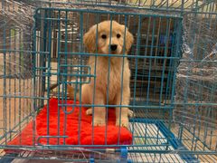 -翊宠yipet猫狗购宠庄园犬舍•猫舍