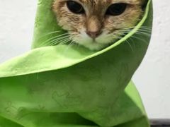 -派多格宠物·购宠(靛厂路店)