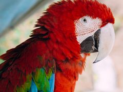 -西霞口神雕山野生动物世界