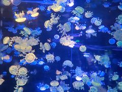 -华夏文旅海洋公园