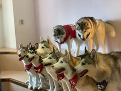 -Husky Go! 哈士奇体验馆·宠物咖啡厅狗咖